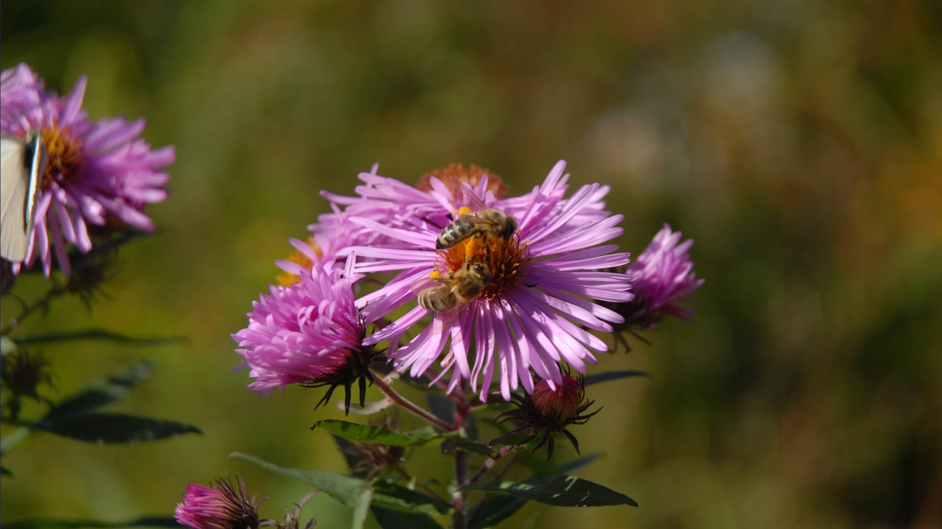 BIENENGARTEN - WIE KANN ICH FÜR UNSERE BIENEN ETWAS GUTES TUN?